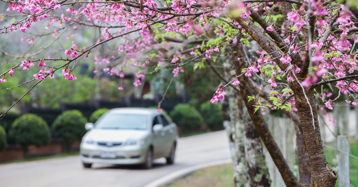 5Point Checklist for Spring Car Maintenance AAA Western and Central